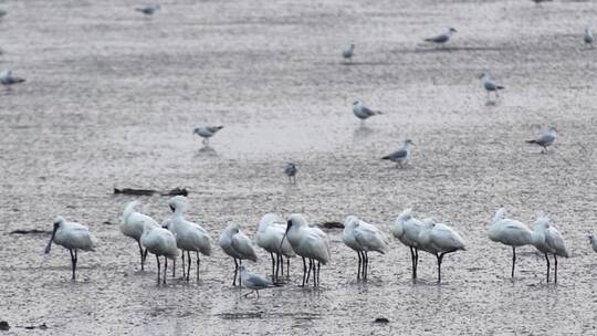 深圳湾鸟类栖息地自然风光视频