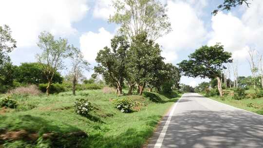 乡村道路道路两旁的树木和草地