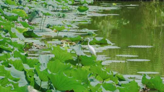 湿地公园白鹤站立荷叶上视频素材模板下载
