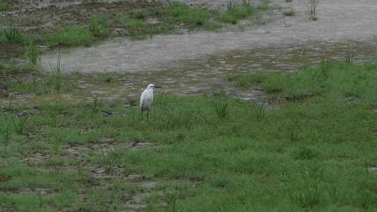 雨中一只白鹭在湿地里觅食