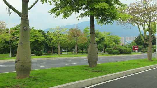 绿树成荫的城市道路风景