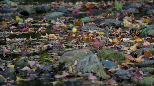 秋日落叶与溪水水流与灰鹡鸰鸟小鸟
