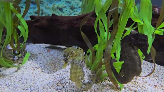 水族馆里的海马