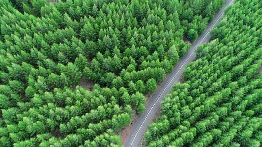 张家口崇礼草原天路树林公路夏天航拍