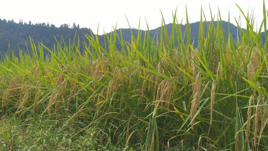 水稻稻谷大米米饭农业粮食