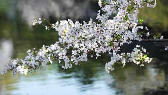 春天湖水边盛开绽放的樱花