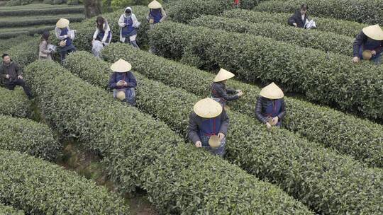 茶茶叶红茶艺采茶泡茶红茶山春茶道茶园农业