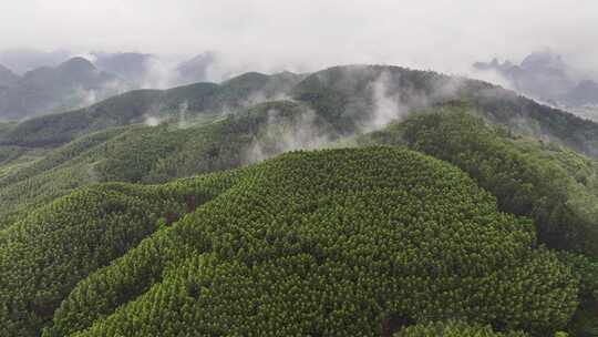 航拍森林自然风景云雾