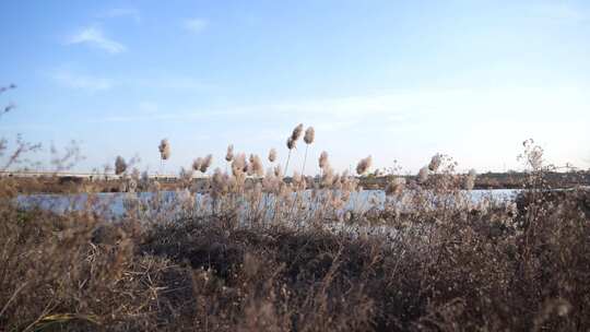 芦苇 湿地 芦苇田 植物 大片芦苇 芦苇地