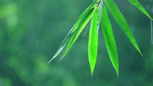 竹林下雨