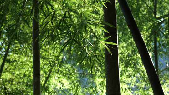 夏天竹林竹子竹园竹韵竹叶