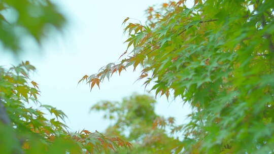 唯美空镜头意境植物