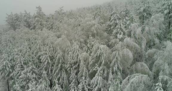 航拍森林冰雪