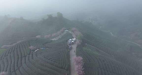 茶山和山上的樱花