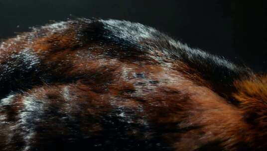动物毛发特写素材
