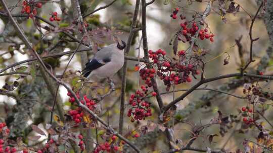 灰白色的鸟儿在红果子树上鸣叫视频素材模板下载