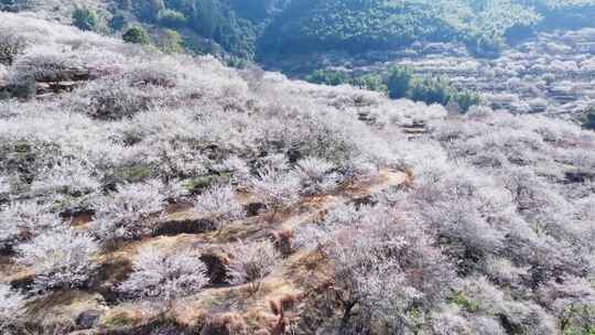 福州永泰青梅花航拍（葛岭万石村）10