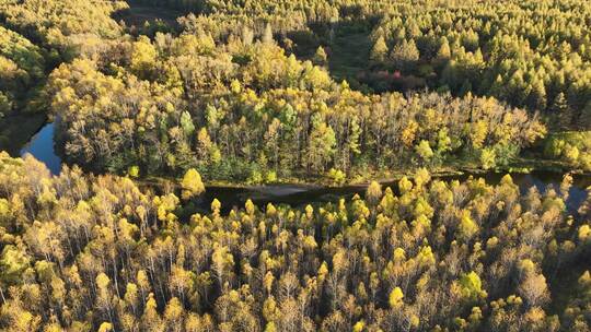 大兴安岭秋季蜿蜒的森林小河视频素材模板下载