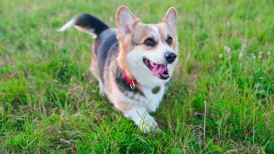 柯基犬，狗，宠物，犬