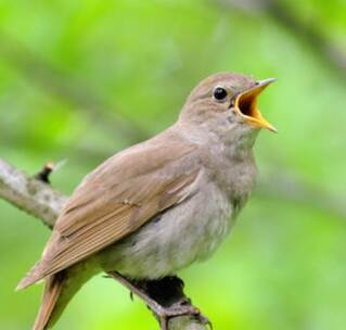 花丛蜜蜂嗡嗡声鸟叫声鸟声说话声 花丛蜜蜂嗡嗡声鸟叫声鸟声说话声