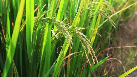稻田水稻特写 稻穗稻浪