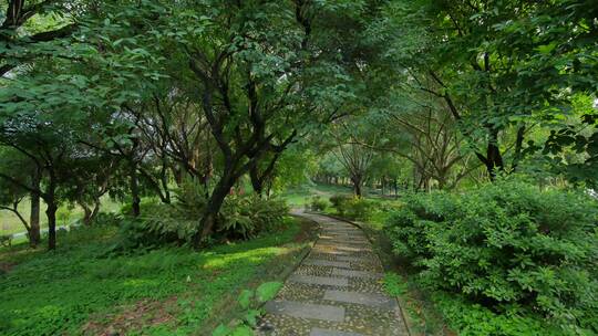 清晨唯美阳光穿过树林热带雨林原始森林