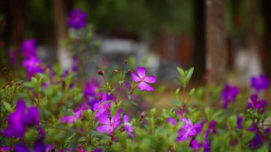 唯美紫色花丛
