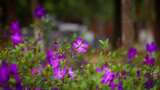 唯美紫色花丛高清在线视频素材下载