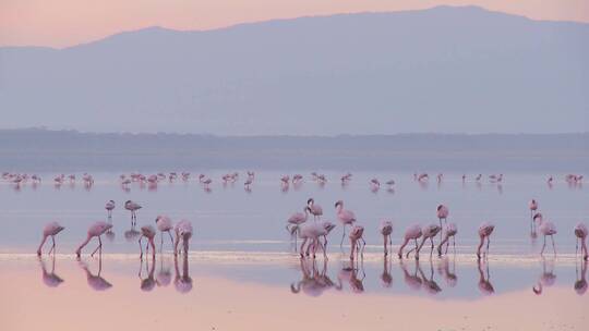 肯尼亚纳库鲁湖清晨阳光下粉色火烈鸟的美丽镜头视频素材模板下载