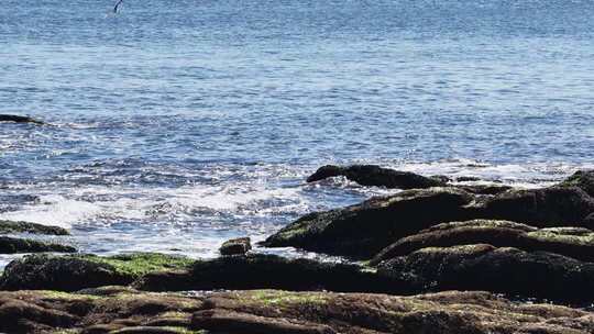 海边礁石群海鸥栖息飞翔慢镜头海浪拍打礁石