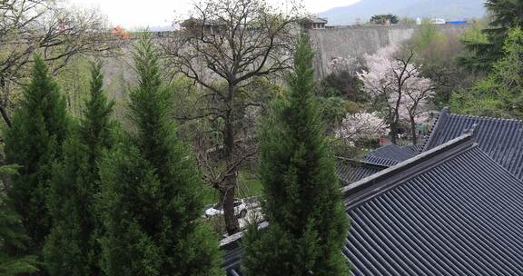 唯美春天南京古城墙鸡鸣寺樱花