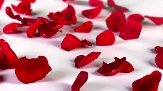 红玫瑰花瓣飘落的特写