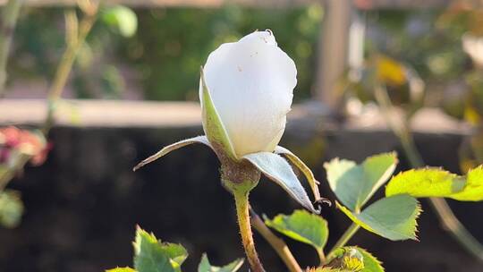 白色月季花花蕾