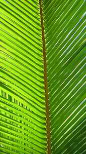 阳光下绿色的椰树叶子满画幅特写