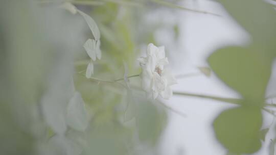 随风飘动的白色小花
