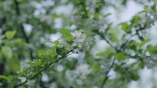 仰拍树上盛开的白色花朵