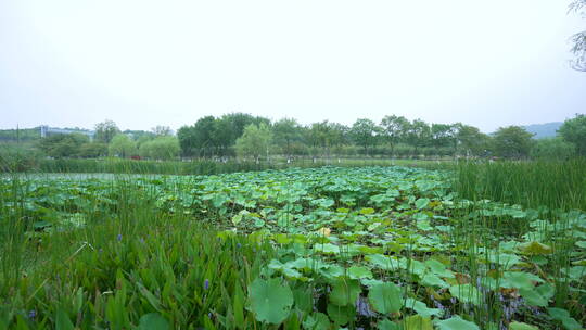 武汉光谷西苑公园风景