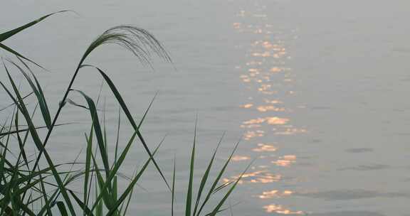 湖水 波纹 芦苇 摇曳 宁静 空镜