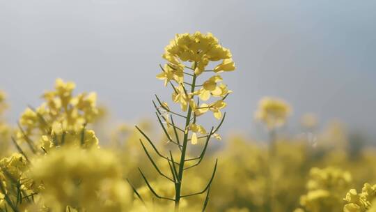 春天阳光下盛开的油菜花