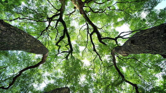 夏天阳光香樟树大树荫树林