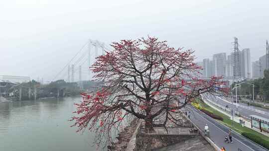 中国广东省佛山市平胜大桥木棉花