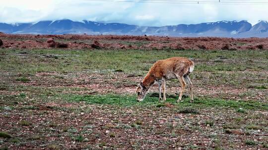 青海可可西里藏羚羊野生动物实拍航拍视频视频素材模板下载
