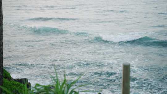 海，波浪，植物，水