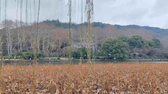 湖畔植物与葱郁山林相映成趣