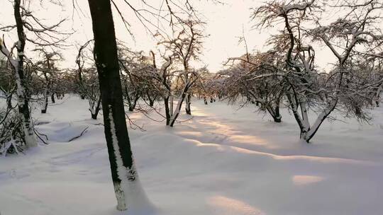 4K冬日冬季滑雪雪景雪山树林森林云彩白云