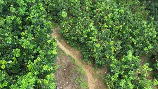 金柚丰收密柚种植基地