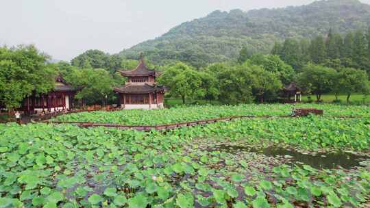 杭州湘湖荷花庄夏天荷塘风景航拍