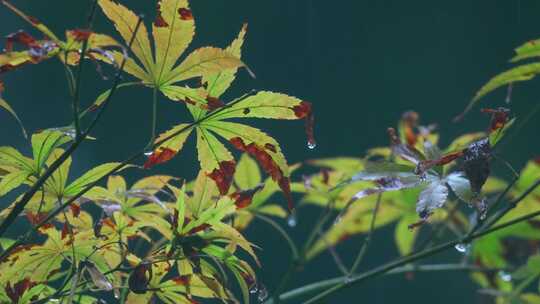 森林下雨枫叶雨滴