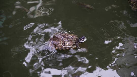 寺庙放生水池里的乌龟视频素材模板下载