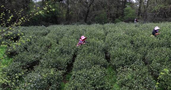 清明时节常熟虞山山顶茶农采茶 生态茶园